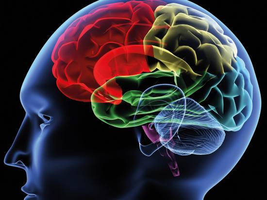 Gehirnregionen farbig dargestellt